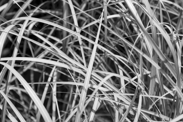 Текстура черно-белой травы для фона — стоковое фото