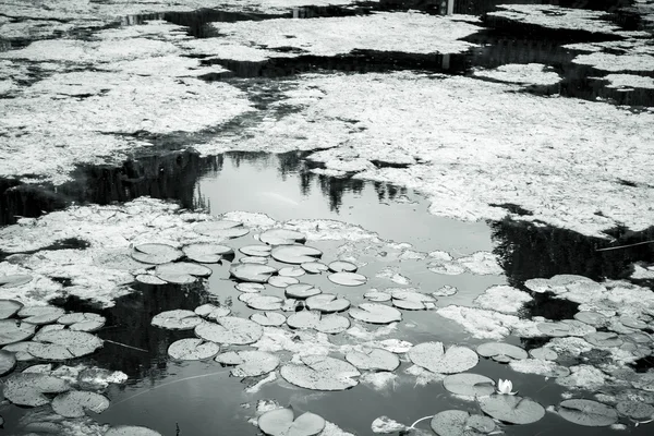 Siyah ve beyaz nilüferler bir göl kadeh — Stok fotoğraf