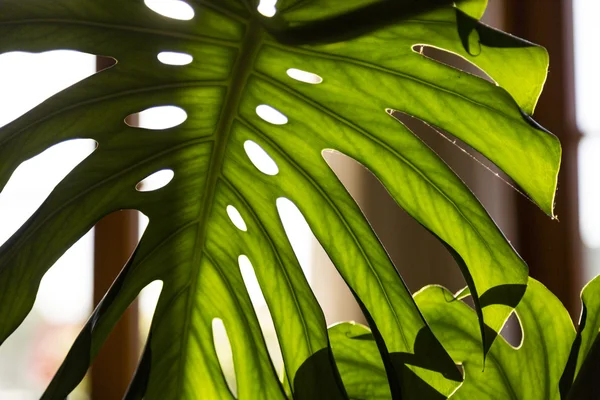 Close up shot of a palm tree leaf — Stock Photo, Image