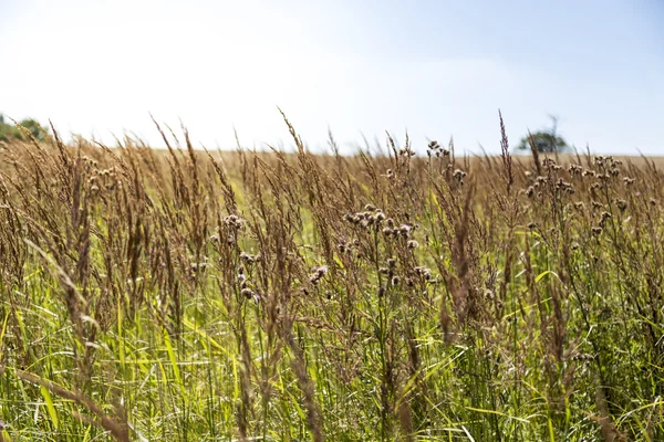 Close up shot of a green meadow in summer — Stock Photo, Image