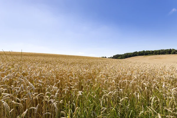 Summer landscape of field and meadows and blue sky — Stock Photo, Image