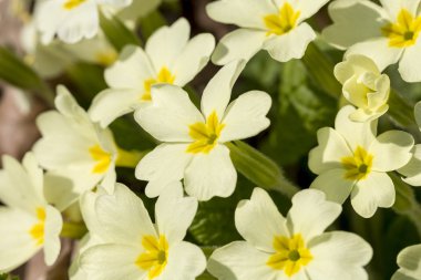 sarı çiçekler ilkbaharda bir alan