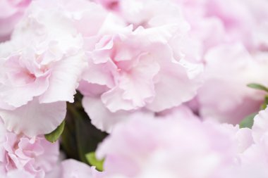 arka plan için bulanık pembe çiçek deseni