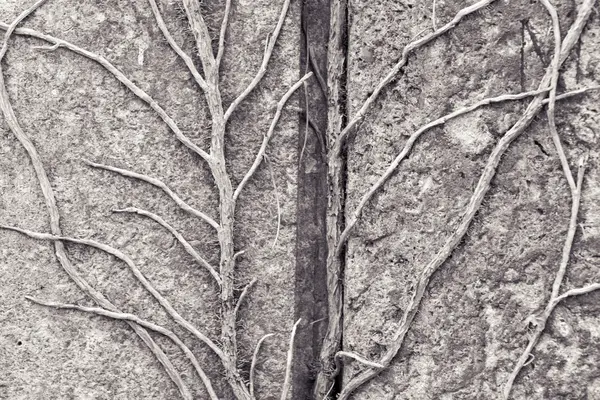 Tendrils growing on a granite stone for backgrounds — Stock Photo, Image