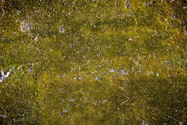 arka plan için yosun büyümüş taş