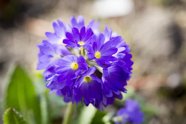 Paarse lente bloesem met bokeh achtergrond — Stockfoto