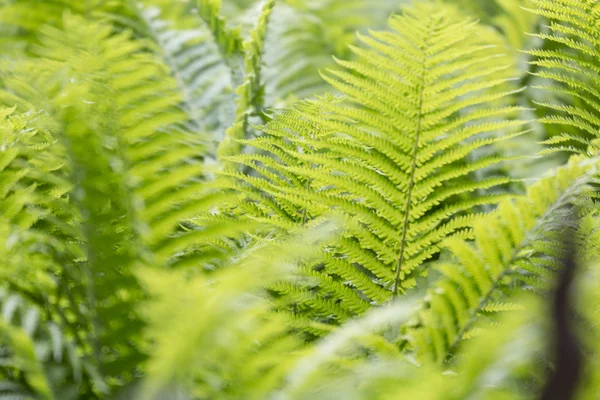 Lente fern textuur voor achtergronden — Stockfoto