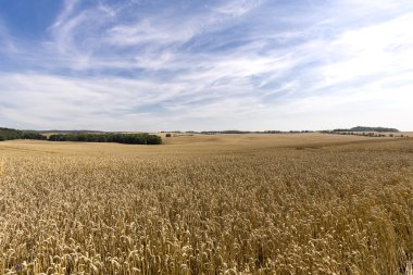 Bir buğday alan ve dramatik gökyüzü HDR Panoraması