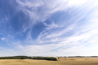 Bir buğday alan ve dramatik gökyüzü HDR Panoraması