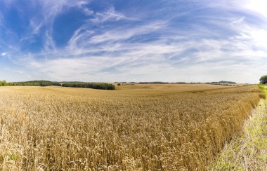 Bir buğday alan ve dramatik gökyüzü HDR Panoraması