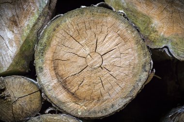 bir ağaç çukuru kapat