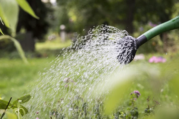 Pour plants with a watering can in summer — Stock Photo, Image