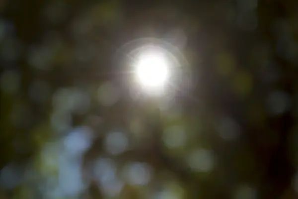 背景のための夏の葉の後ろに太陽 — ストック写真