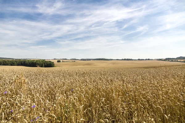 HDR panorama van een maïsveld en dramatische hemel — Stockfoto