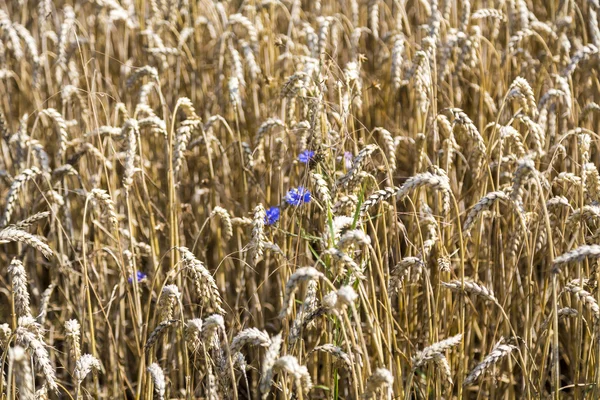 Close up of a wheat field in summer — Stock Photo, Image