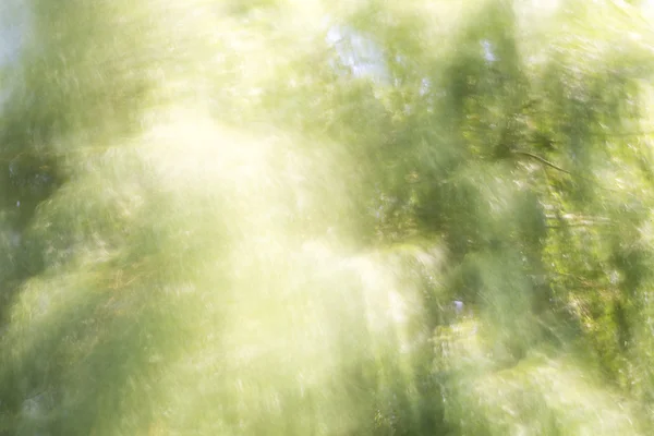 Blurred background with tree and light — Stock Photo, Image