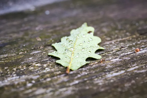 Feuille de chêne avec rosée matinale sur une vieille table — Photo