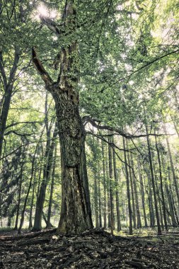 bir ormandaki yaşlı bir meşe Vintage atış