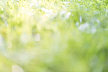 arka plan için bir çayır makro çekim bulanık