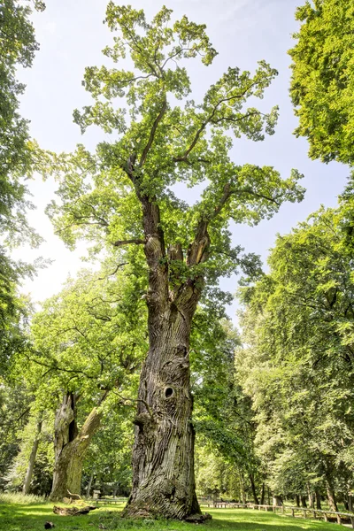 HDR shot of an very old oak — Stock Photo, Image