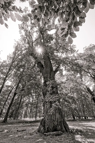 Very old oak with the sun behind — Stock Photo, Image