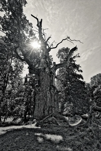 Very old oak with the sun behind — Stock Photo, Image