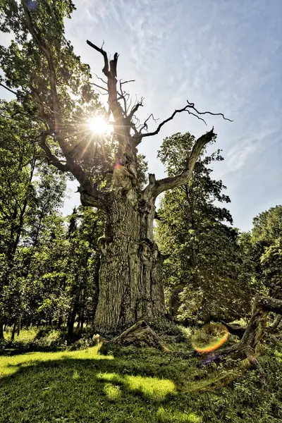 Very old oak with the sun behind — Stock Photo, Image