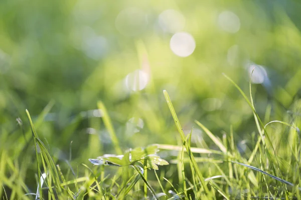Blurred macro shot of a meadow for backgrounds — Stock Photo, Image