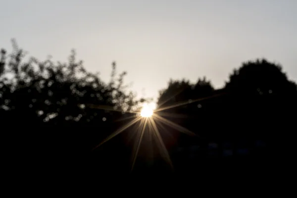 Verschwommener Sonnenuntergang hinter Bäumen für Hintergründe — Stockfoto