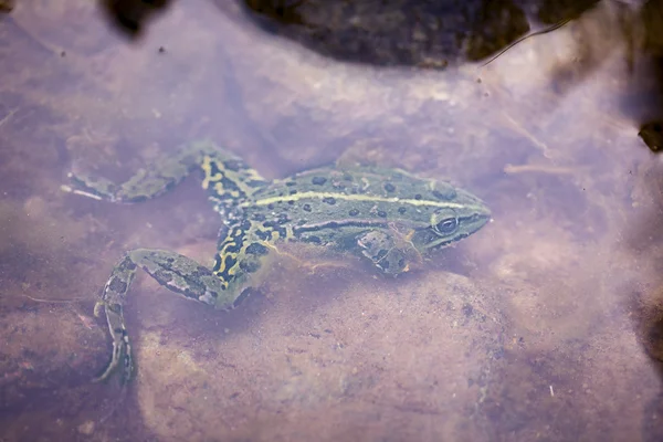 Green frog under water — Stock Photo, Image