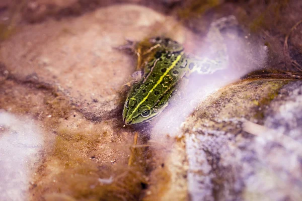 Grenouille verte sous l'eau — Photo