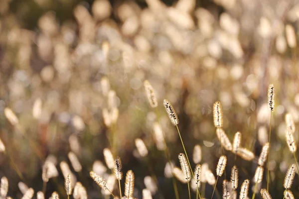 Wild coda di volpe erba sfondo a autunno alba — Foto Stock