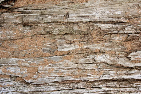 Tło Dirftwood pokryte ziaren piasku — Zdjęcie stockowe