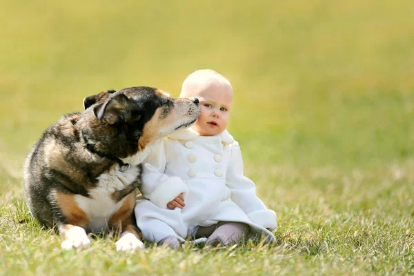 Owczarek niemiecki pies całuje dziecko dziewczynka — Zdjęcie stockowe