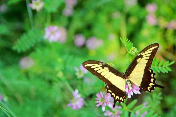 Yellow Queen Swallowtail Бабочка на фоне цветов — стоковое фото