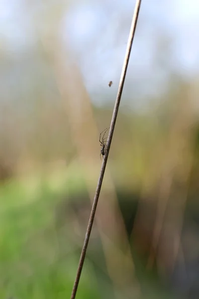 Small Black Spider Climbing Wildgrass To eat Bug from Web — Stock Photo, Image