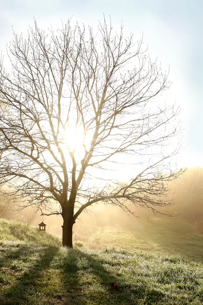 Bare Branched Spring Oak Tree Glowing in Morning Fog Royalty Free Stock Images