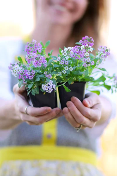 Mulher jardineiro segurando doce Alyssum flores em suas mãos — Fotografia de Stock