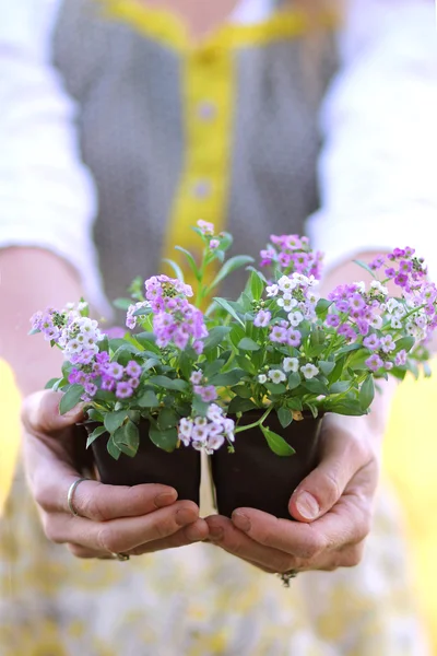 Manos de jardinero sosteniendo maceta de flores de alisa dulce —  Fotos de Stock