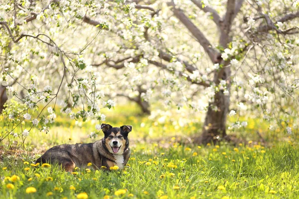 Německý ovčák Mix pes kterým květinové louce u jabloní — Stock fotografie