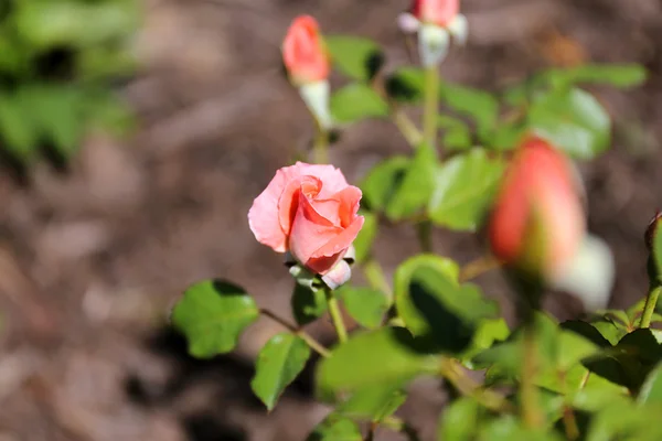 Rosa Tiffany Tea Rose em Home Garden — Fotografia de Stock