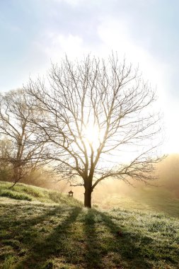 Bahar meşe çıplak dallı ağaç sabah sis içinde parlayan