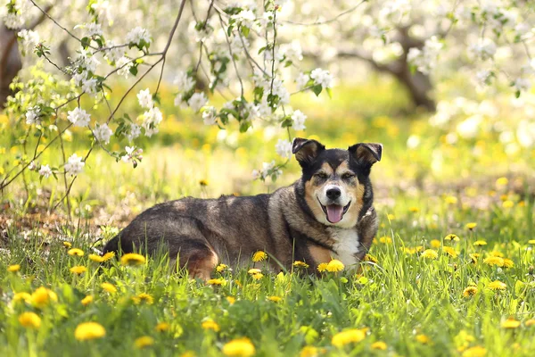 Ciobanescul german amestecă câinele așezat pe pajiște de flori la livada Apple — Fotografie, imagine de stoc