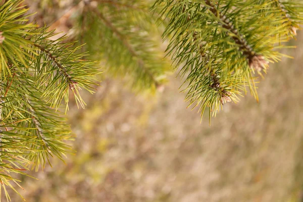 Gränsa av vintergröna Spruce gren på bakgrund av skogsmark — Stockfoto