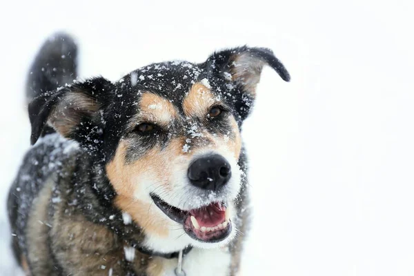 Een Blije Duitse Herder Mix Ras Hond Zoek Naar Camera — Stockfoto