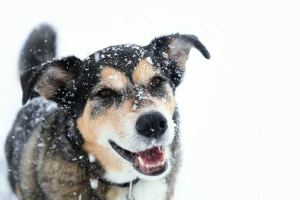 Happy German Shepherd Mix Breed Dog Looking Camera Plays Snow — Stock Photo, Image