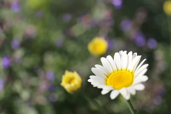 Nahaufnahme Einer Weißen Margeritenblüte Argyrantheme Mit Lila Katzenminzblüten Garten Hintergrund — Stockfoto