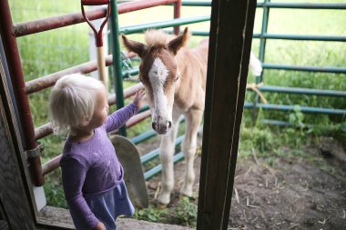 Küçük bir kız çocuğu ahırda yeni doğmuş yavru bir atla oynuyor..