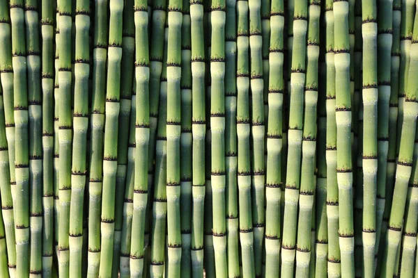 Nahaufnahme Der Gelenkigen Halme Der Gemeinen Schachtelhalmpflanze Equisetum Arvense lizenzfreie Stockfotos