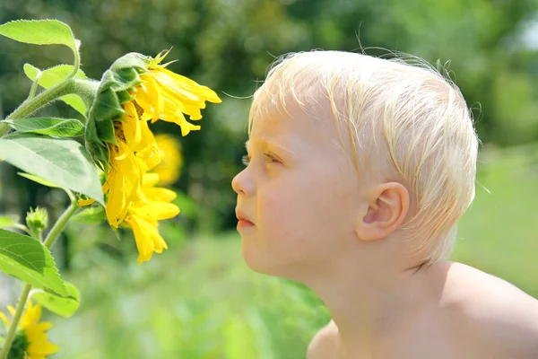 Young Child Outside Smelling Sunflower — Stock Photo, Image